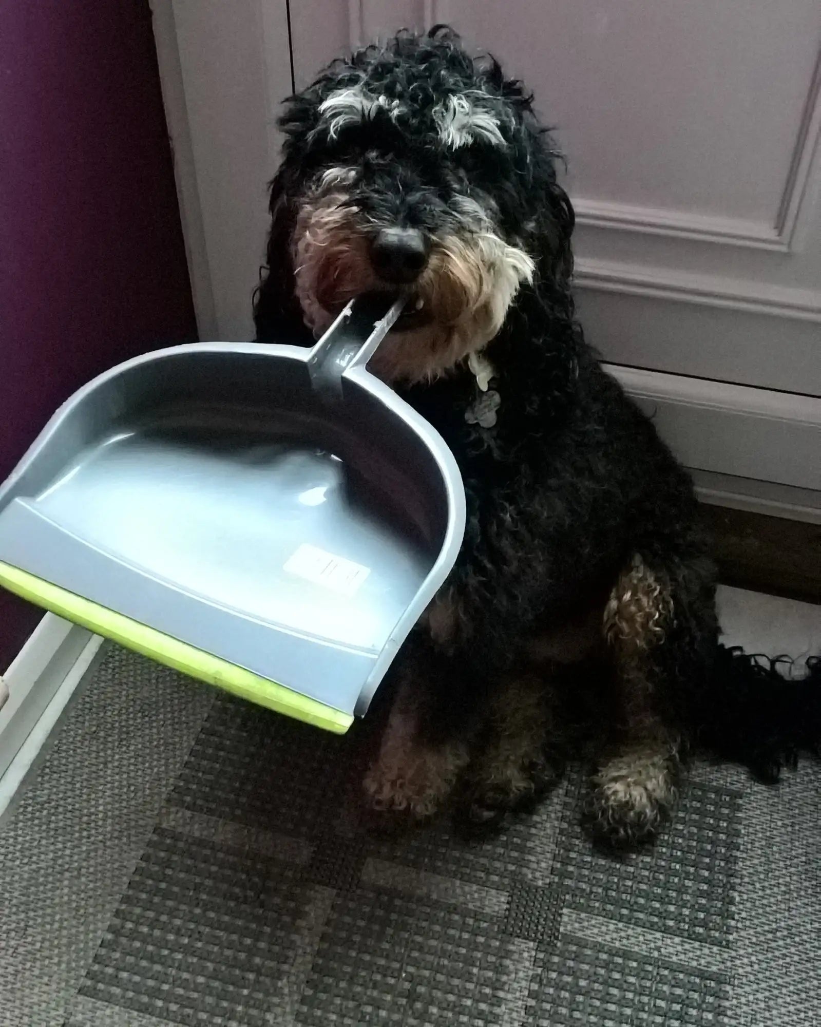 Oliver the dog makes a clean sweep